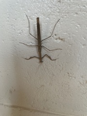 Coenomantis kraussiana