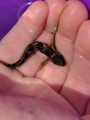 Coryphoblennius galerita