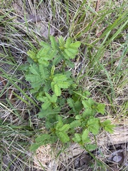 Acaciella