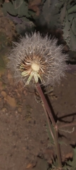 Urospermum picroides