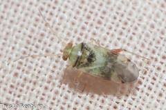 Pinalitus conspurcatus