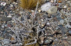 Senecio filaginoides