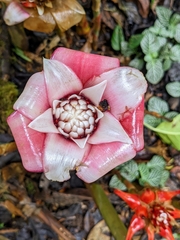 Etlingera venusta
