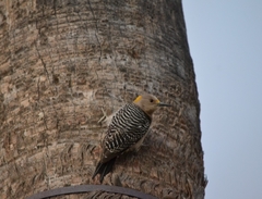 Melanerpes aurifrons