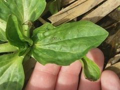 Plantago major