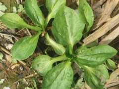 Plantago major