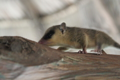 Marmosops noctivagus