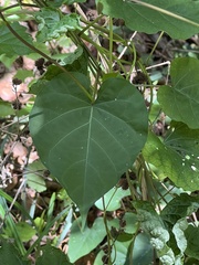 Ipomoea alba