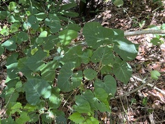 Ipomoea alba