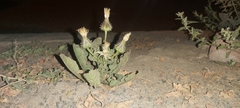 Urospermum picroides