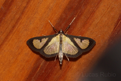 Hyalea pallidalis