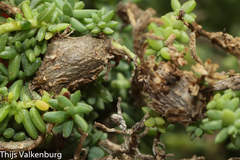Aceria caulobia