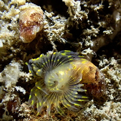 Bulla gouldiana