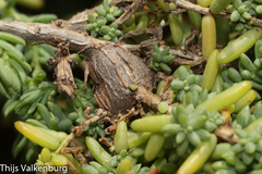 Aceria caulobia