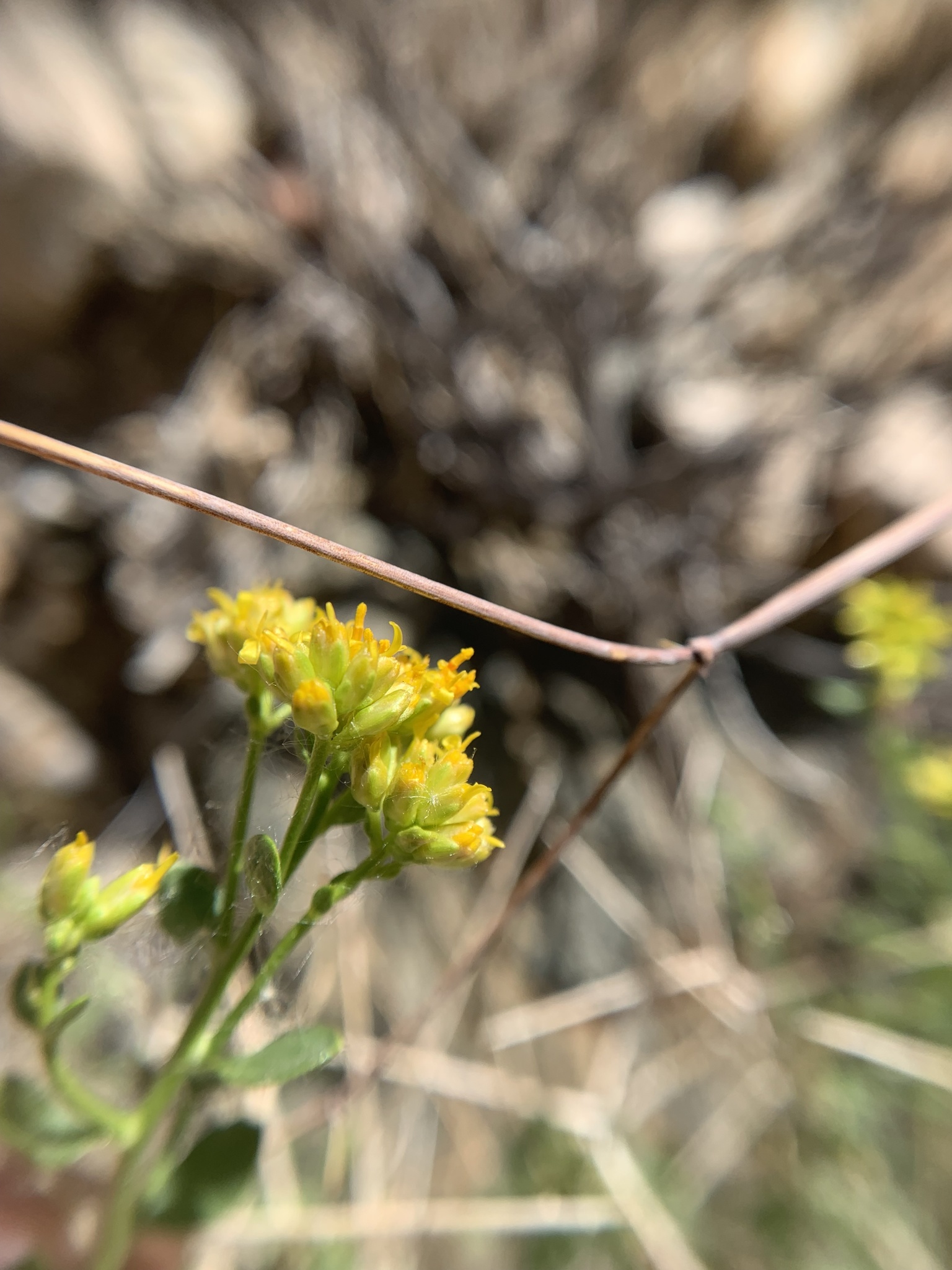 Amphipappus fremontii Torr. & A.Gray