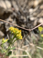 Amphipappus fremontii