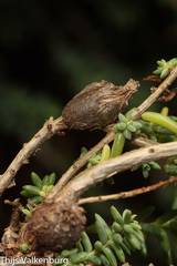 Aceria caulobia