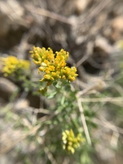 Amphipappus fremontii