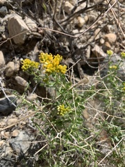 Amphipappus fremontii