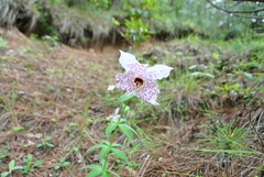 Lilium pardanthinum