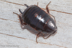 Loboptera