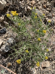 Amphipappus fremontii