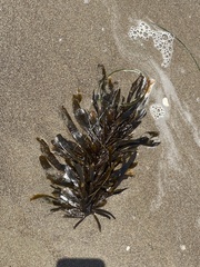 Egregia