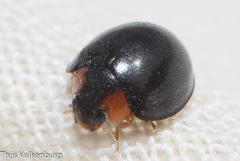 Parexochomus nigromaculatus