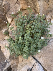 Phacelia perityloides