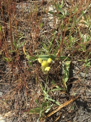 Castilleja rubicundula lithospermoides