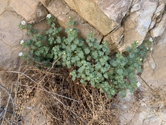 Phacelia perityloides
