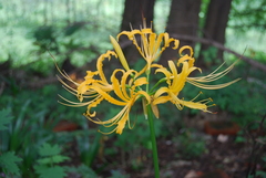 Lycoris aurea