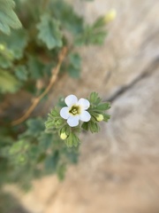 Phacelia perityloides