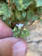 Phacelia perityloides