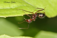 Camponotus cingulatus