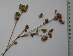 Trifolium retusum