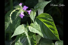 Bouchea pseudogervao