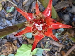 Etlingera elatior