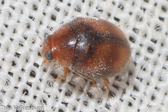 Scymnus subvillosus
