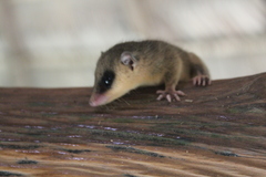 Marmosops noctivagus