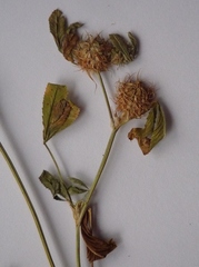 Trifolium retusum