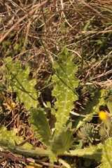 Tyrimnus leucographus