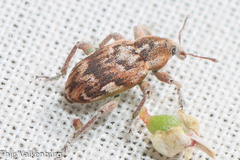 Coniatus repandus