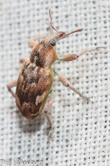 Coniatus repandus