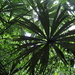 Chelyocarpus ulei - Photo (c) Michael A. Alcorn, algunos derechos reservados (CC BY), uploaded by Michael A. Alcorn