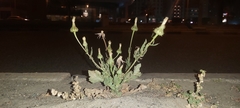 Urospermum picroides