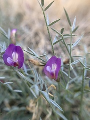 Astragalus panamintensis