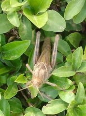 Acanthacris ruficornis