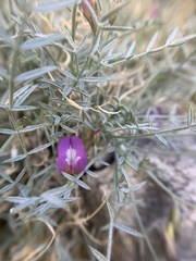 Astragalus panamintensis