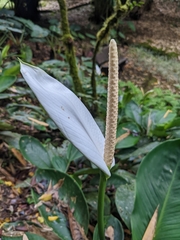 Spathiphyllum silvicola image